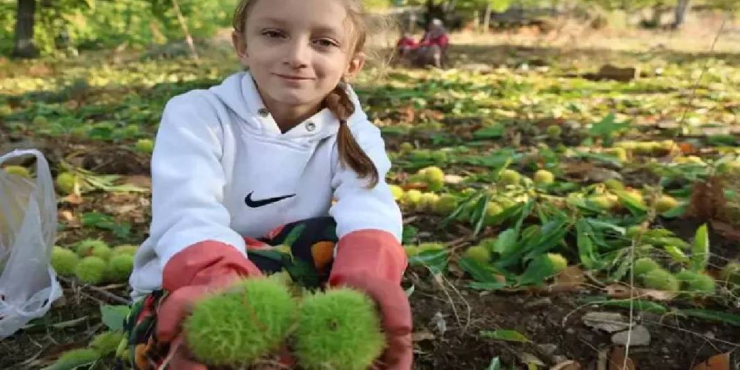 İşçi olmadan hasat başladı! Yevmiyeyi 5.000 TL’ye çıkarmaları da yaramadı: 20 günlük mesai her şeye rağmen sürecek 6